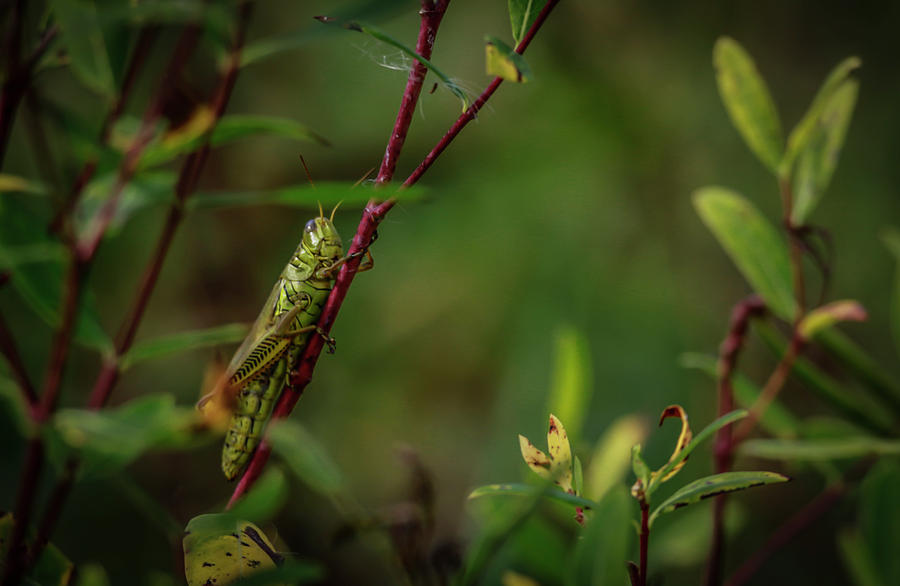 Grasshopper Holding On Photograph by Ray Congrove