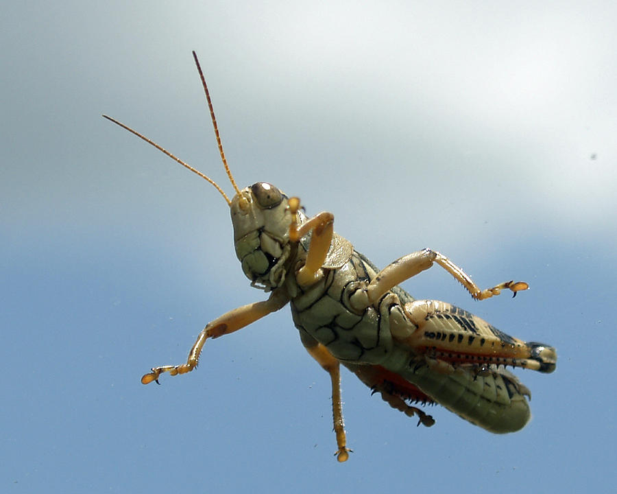 Grasshopper I Photograph by James Granberry