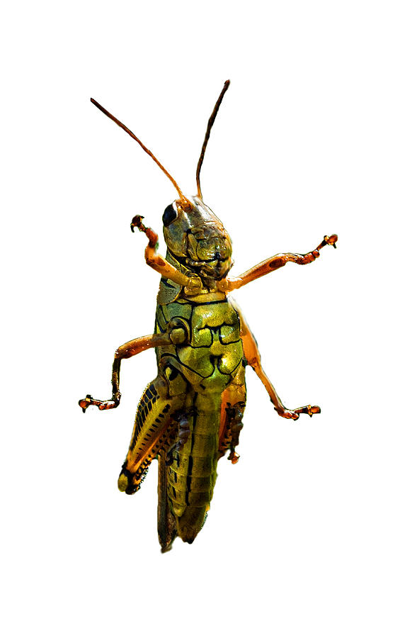Nature Photograph - Grasshopper II by Gary Adkins