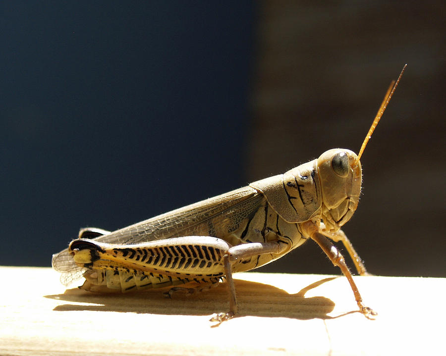 Grasshopper IIII Photograph by James Granberry