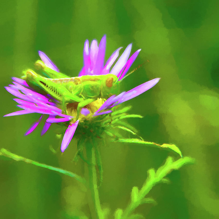 Grasshopper in a Flower 2 Digital Art by Adam Reinhart