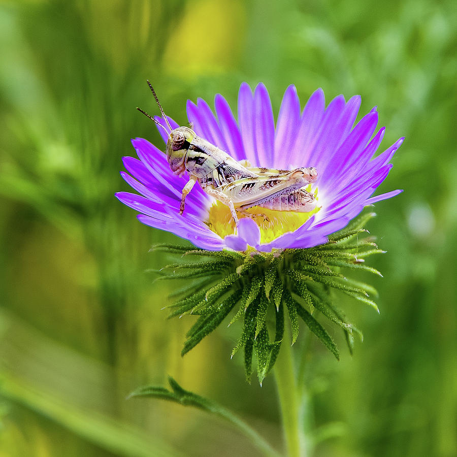 Grasshopper in a Flower Photograph by Adam Reinhart