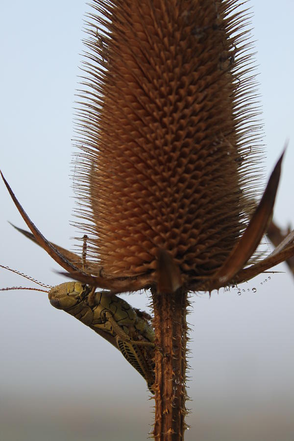 Grasshopper in Dew Photograph by Lauri Novak