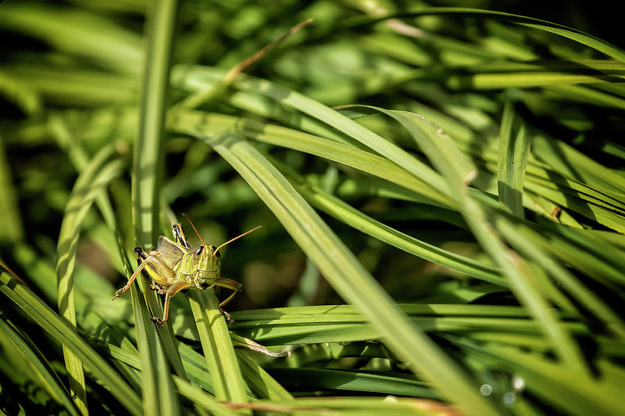 Grasshopper in the Grass, No. 1  Photograph by Belinda Greb