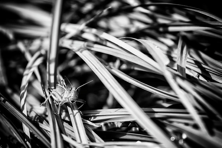 Grasshopper in the Grass, No. 1 bw Photograph by Belinda Greb