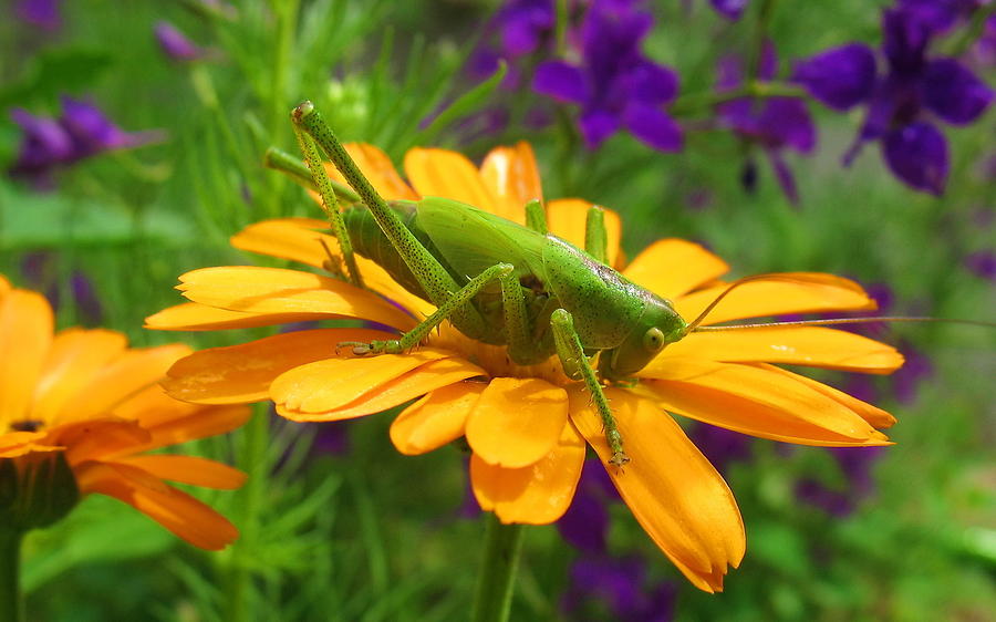 Grasshopper Photograph - Grasshopper by Jackie Russo