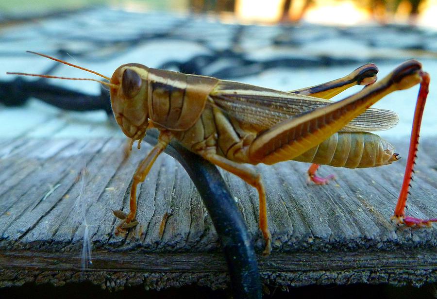 Grasshopper Photograph by Jean Evans