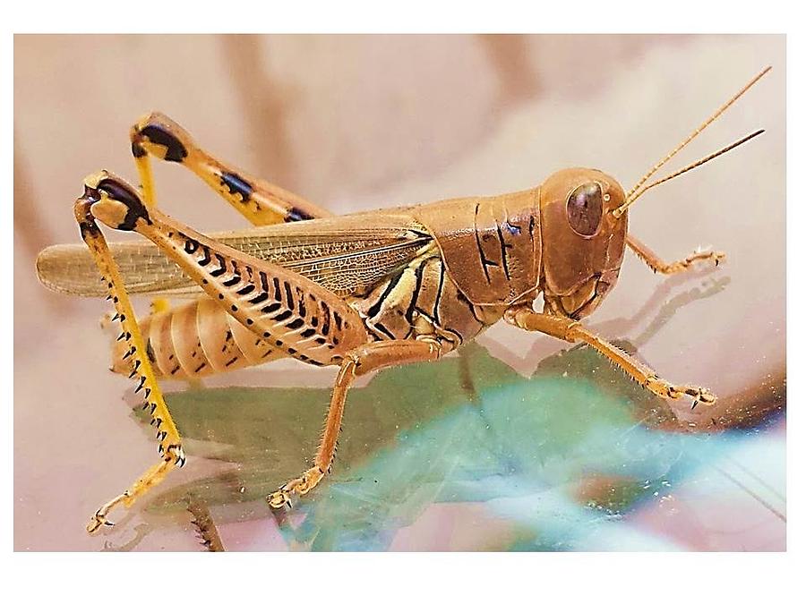 Grasshopper Photograph by Joanne Elizabeth