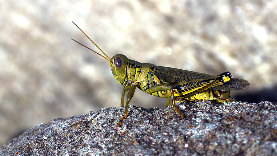 Grasshopper Photograph by Joseph Skompski