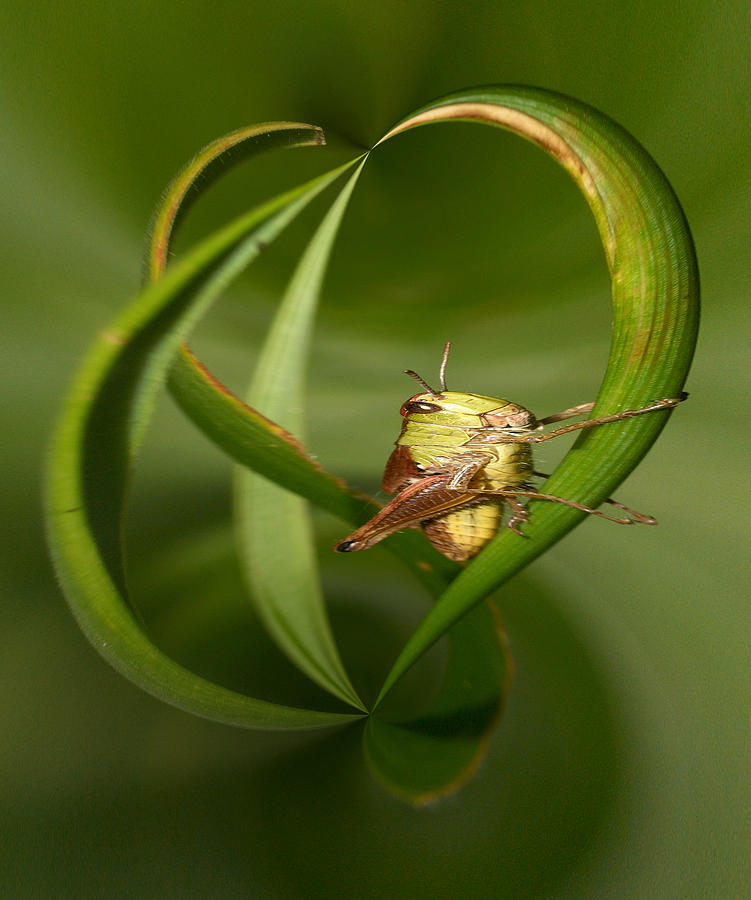 Grasshopper twist Photograph by Jouko Lehto