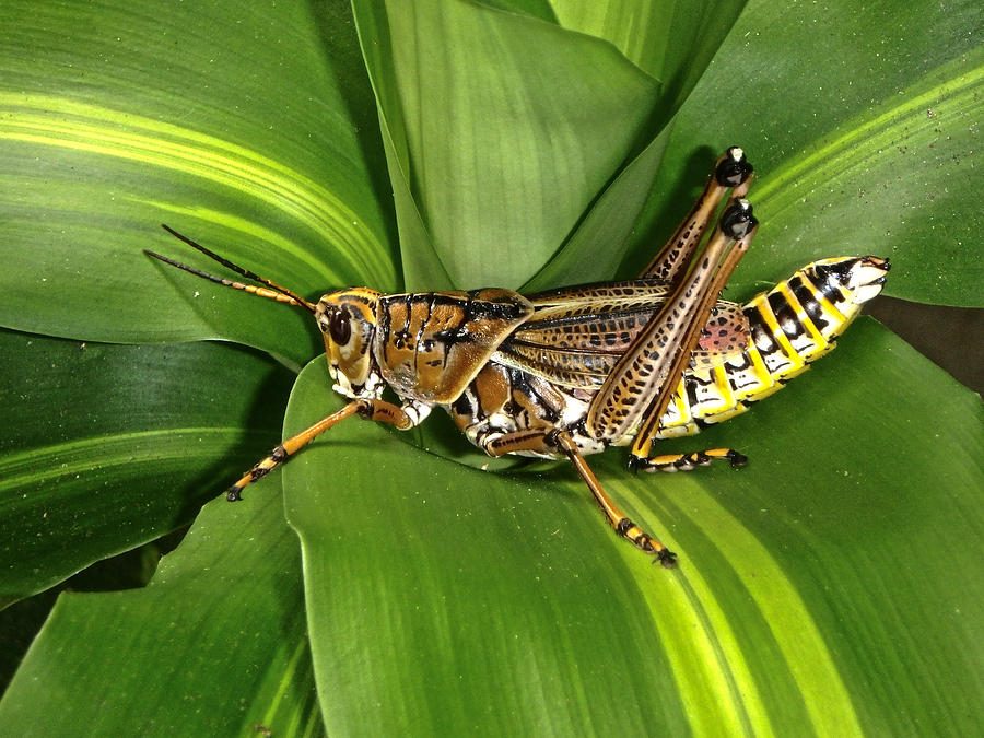 Grasshopper Photograph by Judy Hall-Folde