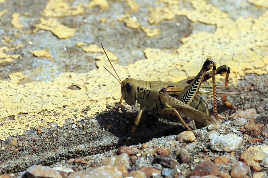 Grasshopper Laying Eggs Photograph by Travis Rogers