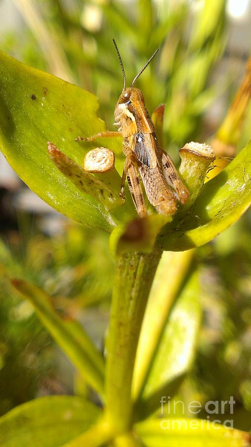 Grasshopper Photograph By Lkb Art And Photography Fine Art America 7763