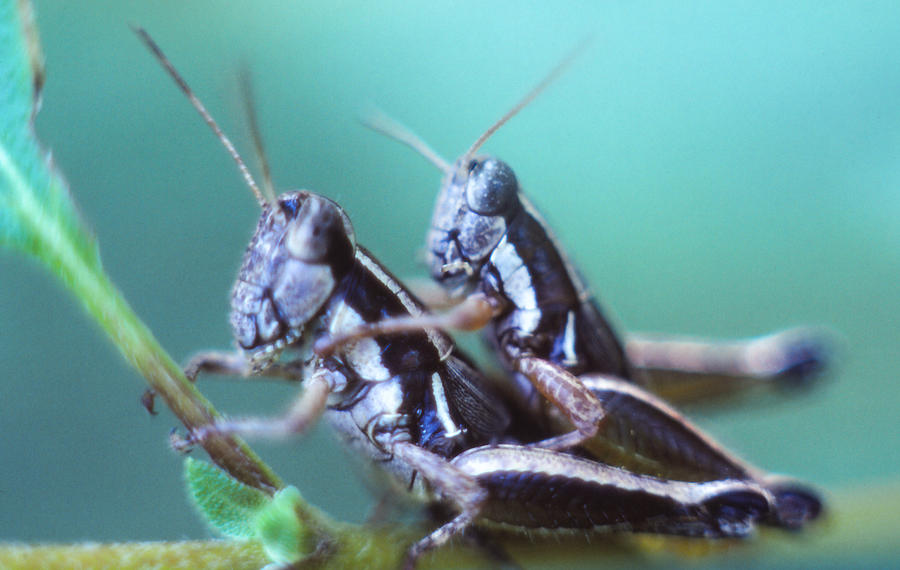 Grasshopper Love Photograph by Rupert Chambers