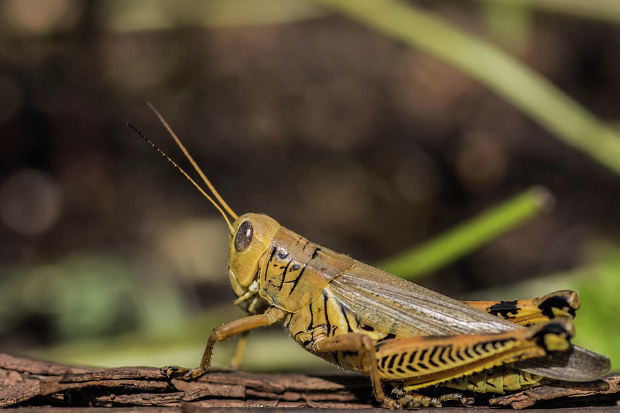 Grasshopper Macro Photograph by Bruce Pritchett