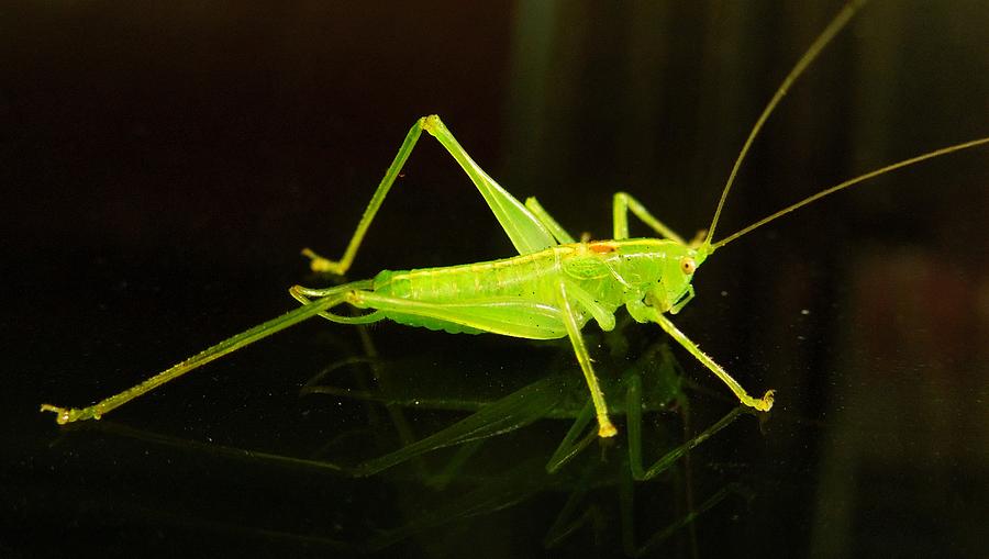 Grasshopper Photograph by Maxwell Krem