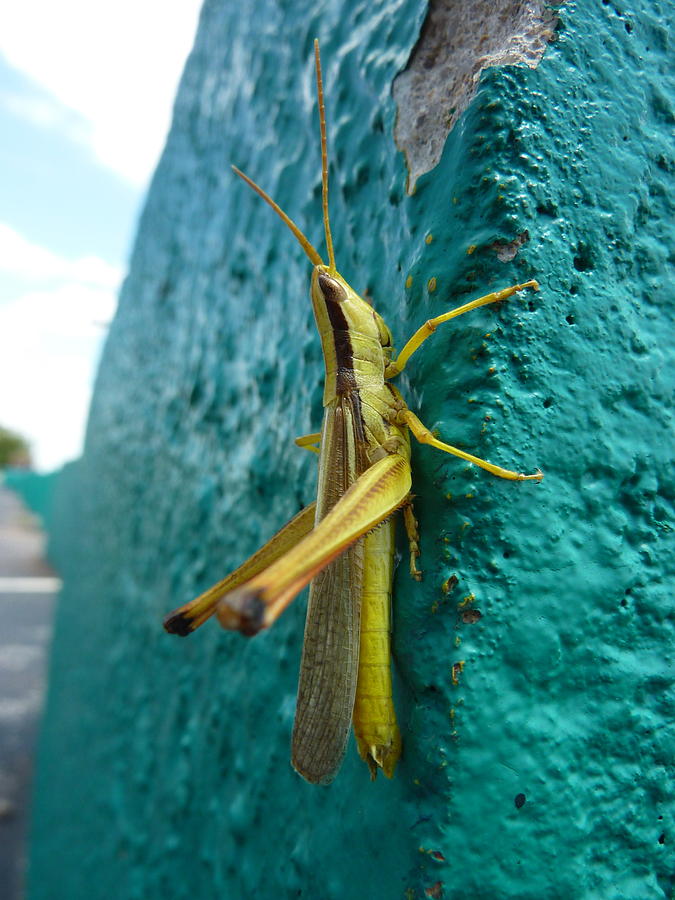 Grasshopper Photograph by Melisa Elliott