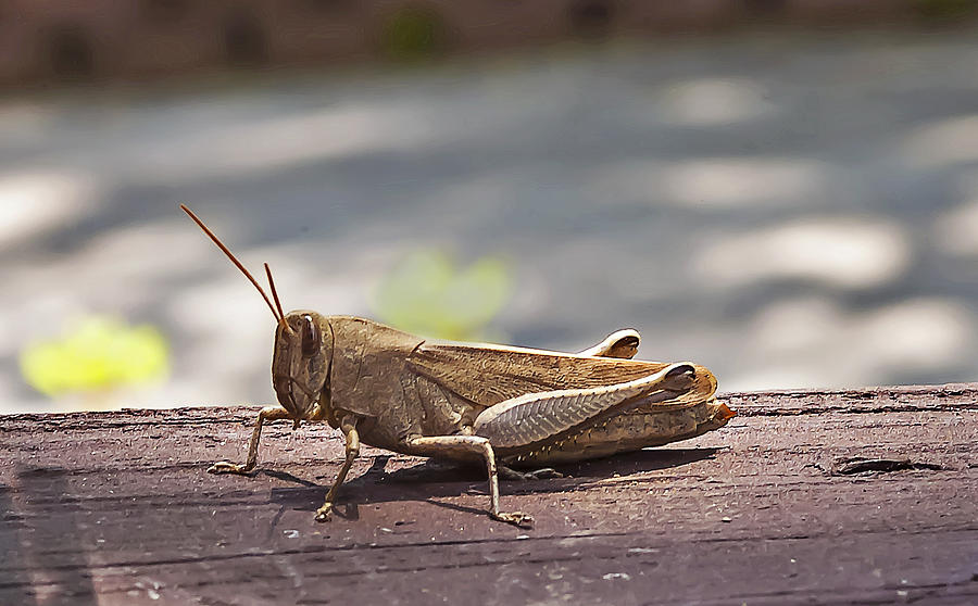 Nature Photograph - Grasshopper by Michael Whitaker