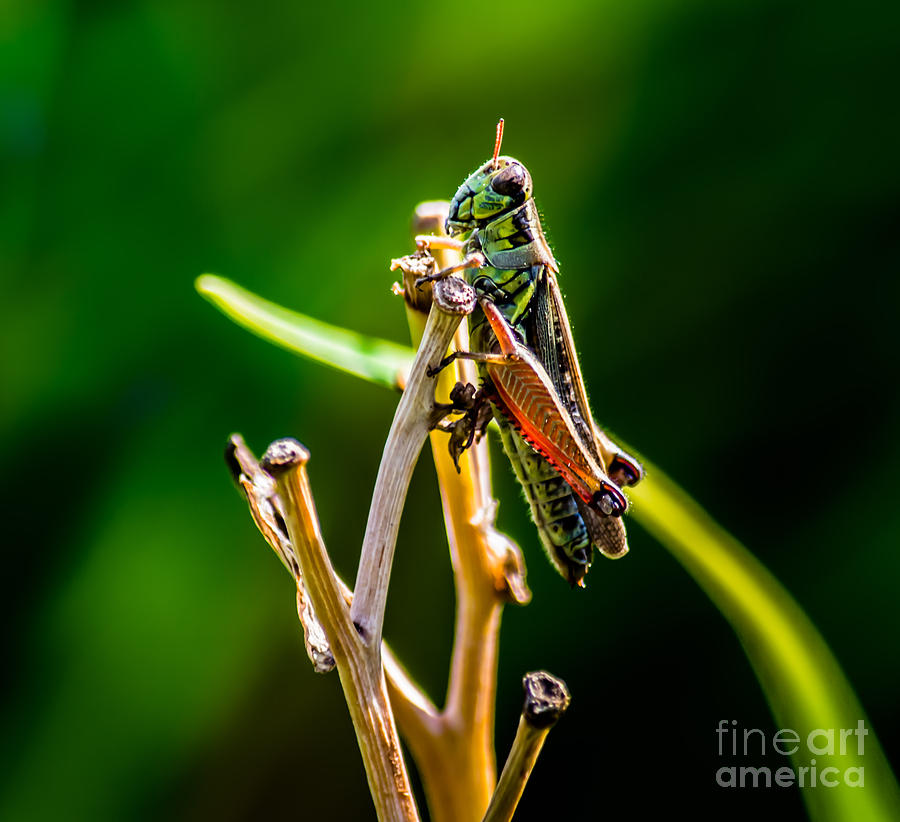 Grasshopper Photograph - Grasshopper by Olga Photography