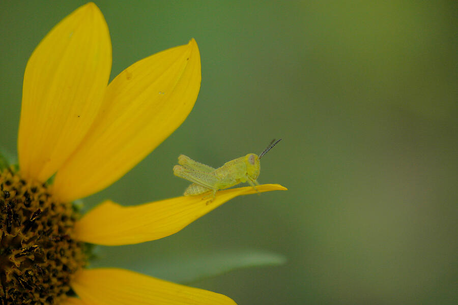 Grasshopper Photograph - Grasshopper On A Flower Petal by Jeff Swan