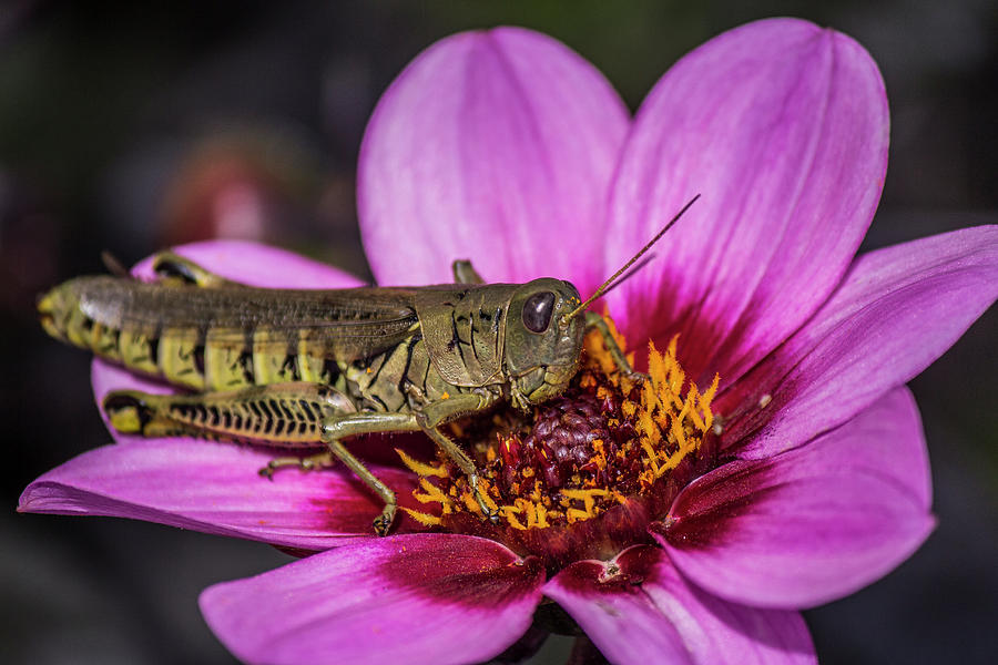 Grasshopper on a Pink Flower Photograph by Teresa Wilson