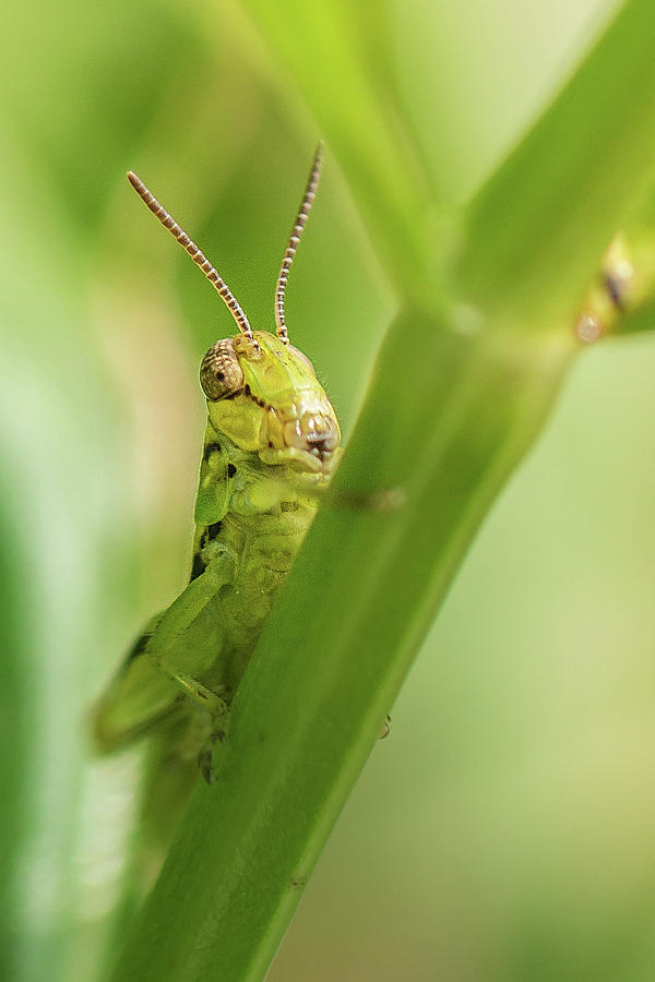 Grasshopper On A Stem Photograph