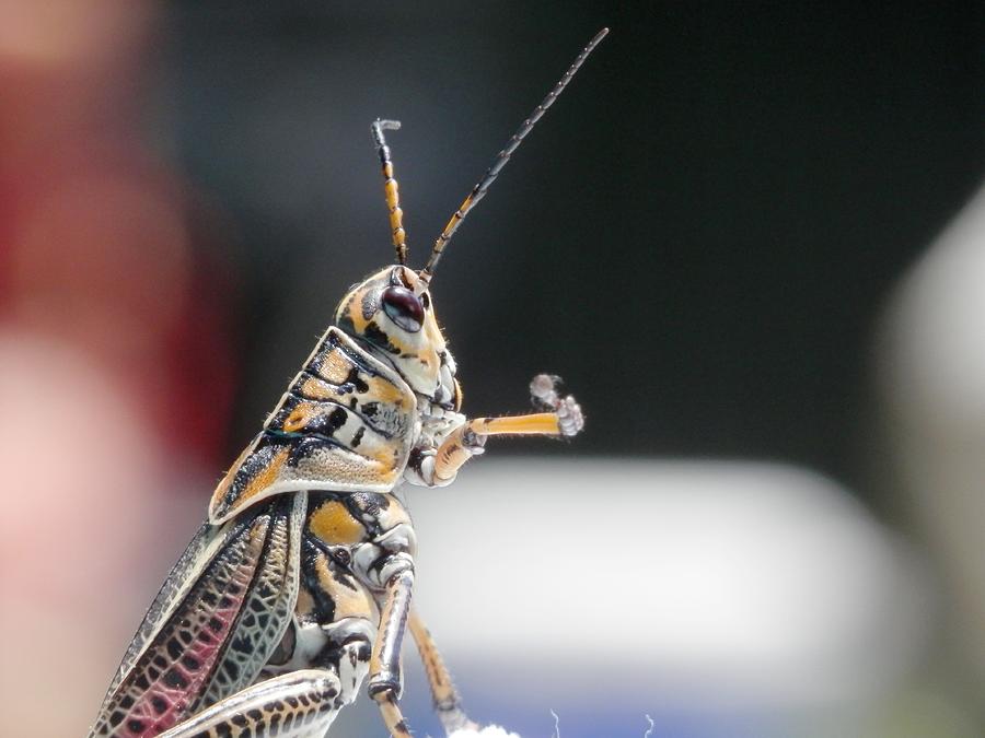Grasshopper on Alert Photograph by Belinda Lee