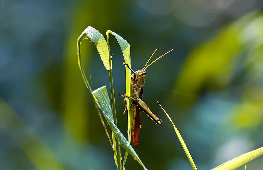 Grasshopper On Blade of Grass Photograph by Michael Whitaker