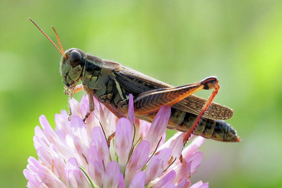 Grasshopper on Clover Photograph by Doris Potter