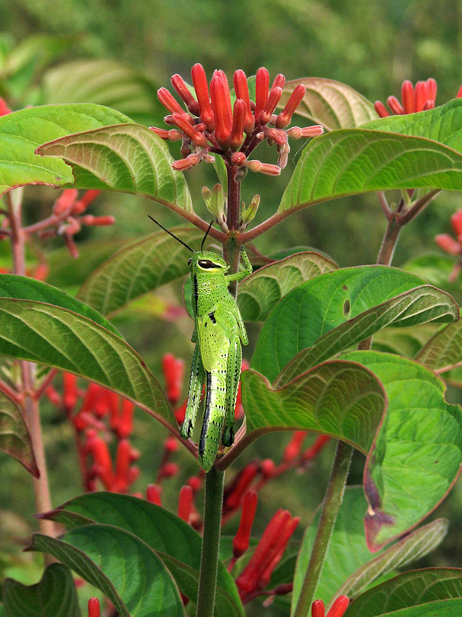 Grasshopper on Firebush Photograph by Peggy Urban