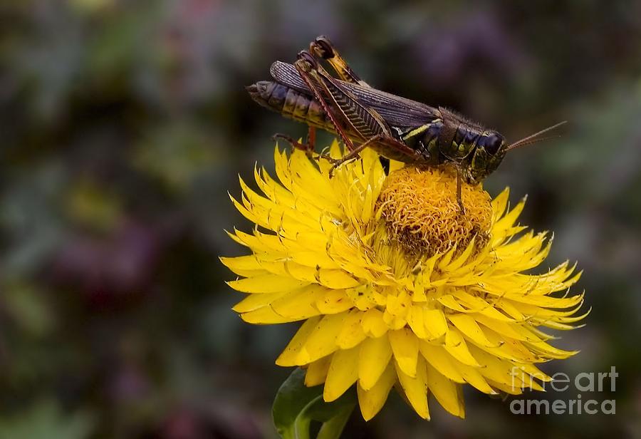 Grasshopper on Flower Photograph by Elaine Manley
