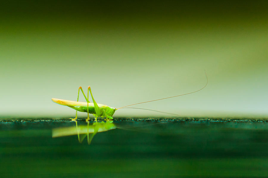 Grasshopper on Glass Photograph by SR Green
