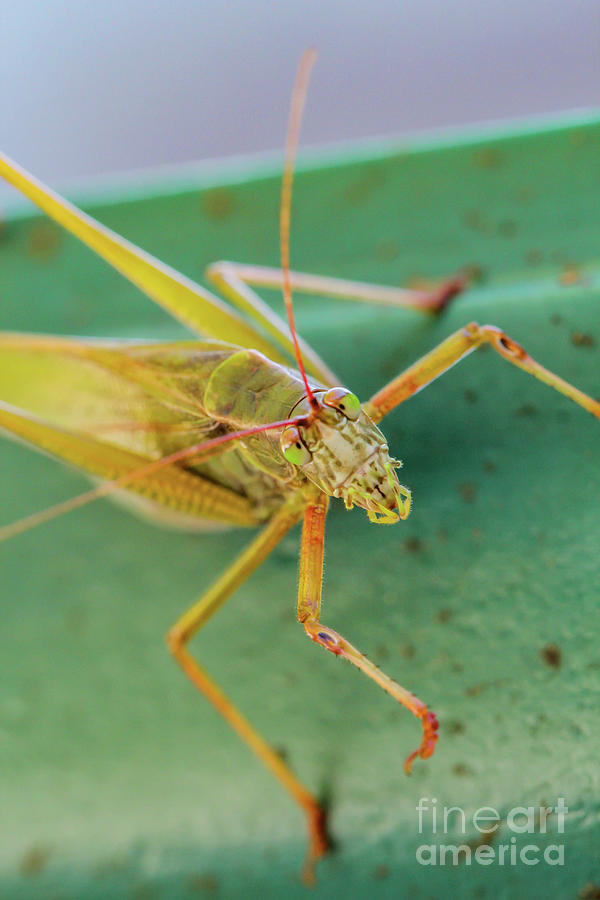 Grasshopper on Green Photograph by George Lehmann