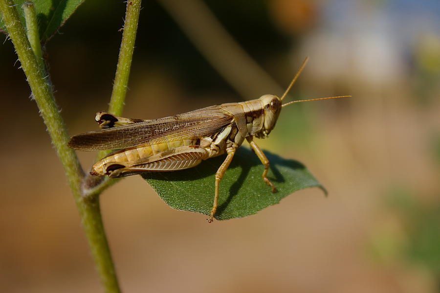 Grasshopper on leaf. Photograph by James Smullins