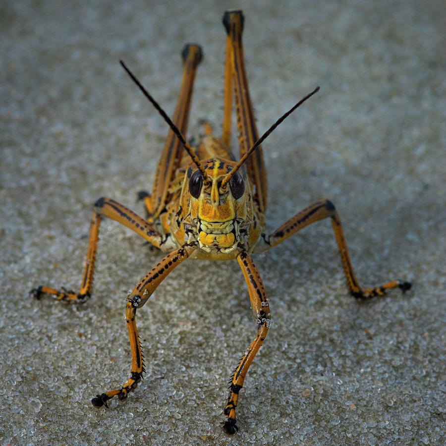 Grasshopper on the Beach Photograph by Mitch Spence