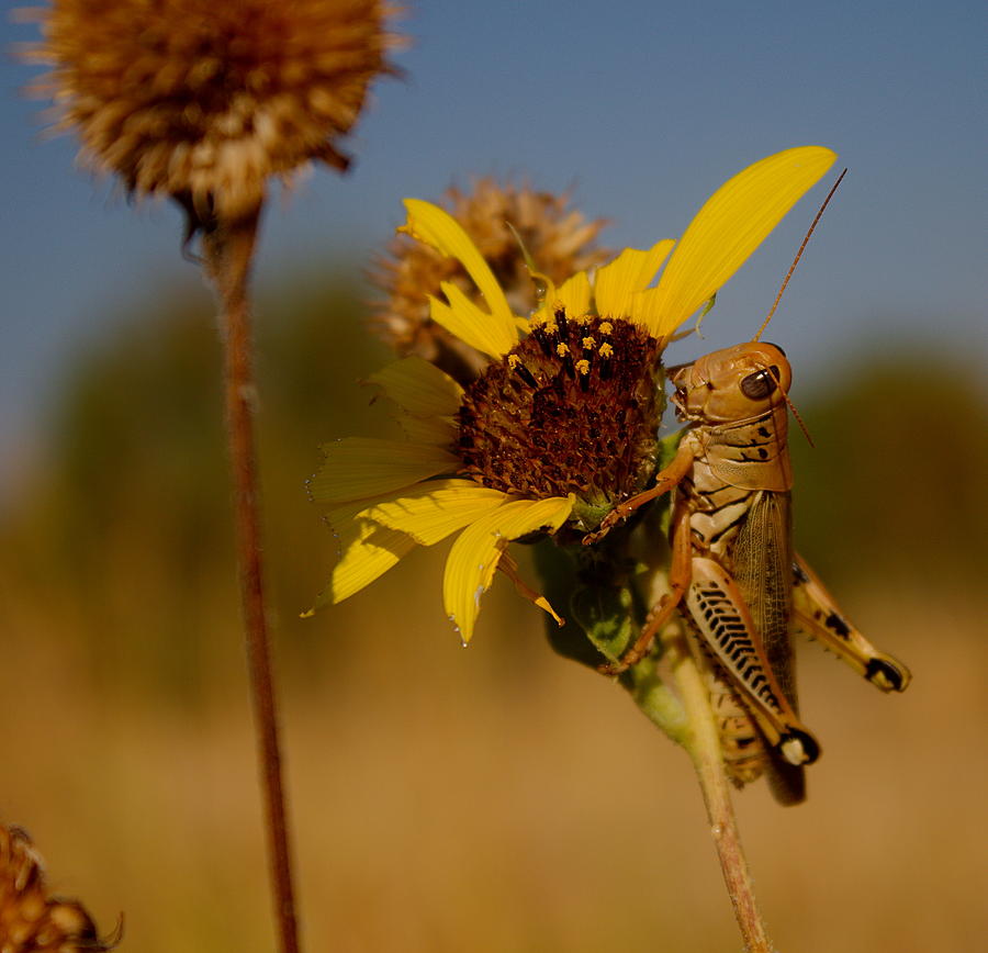 Grasshopper on wild sunflower Photograph by James Smullins
