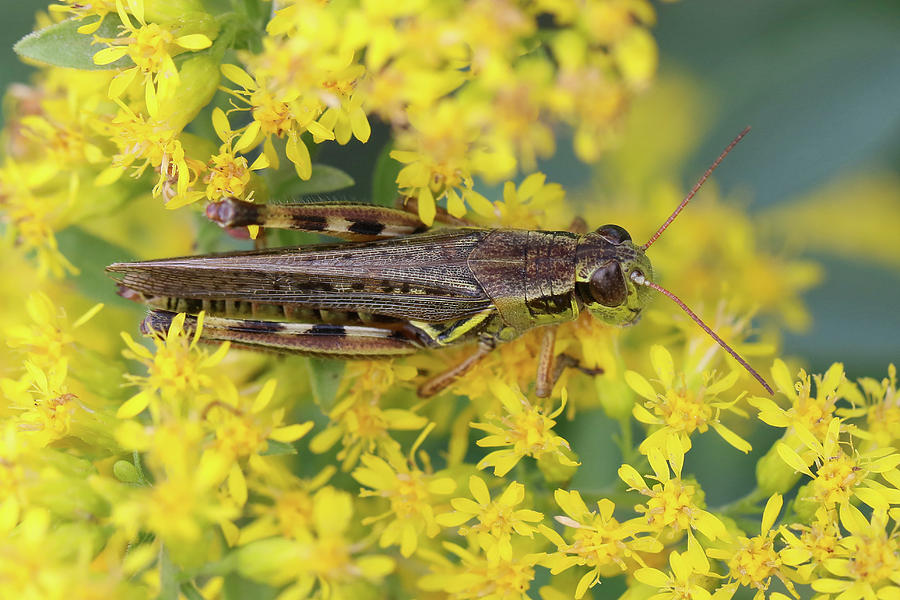 Grasshopper on Yellow Photograph by Doris Potter