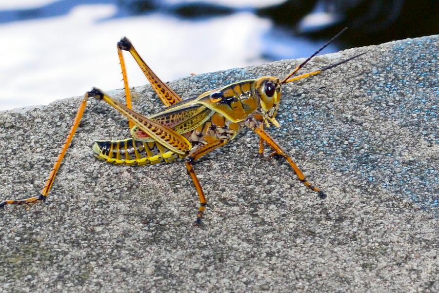 Grasshopper Photograph By Phillip Grierson - Fine Art America