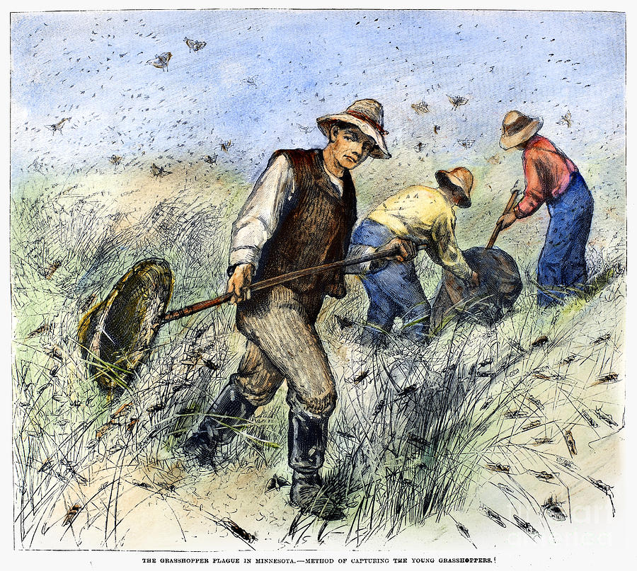 Grasshopper Plague, 1888 Photograph by Granger
