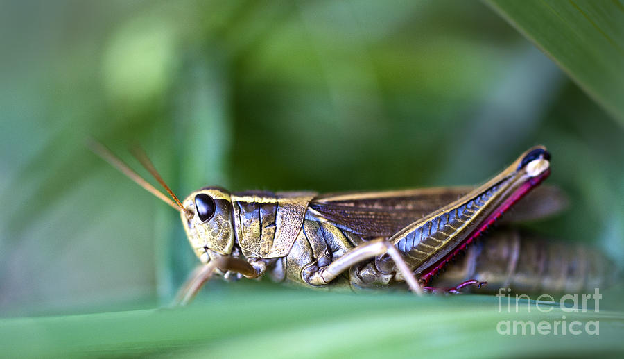 Grasshopper profile Photograph by Glenn Gordon