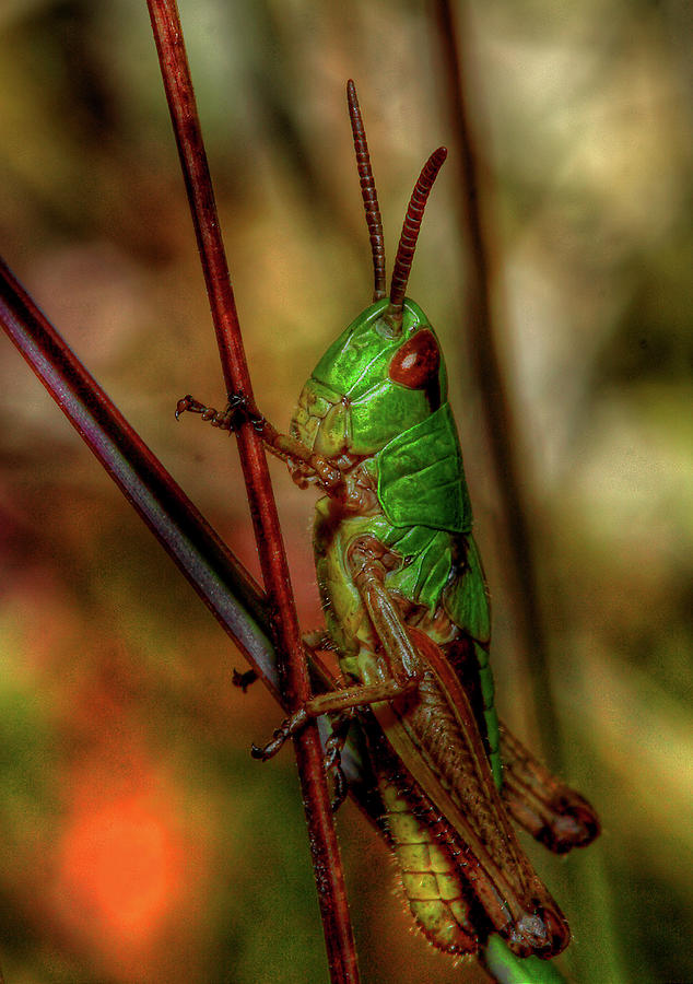 Grasshopper Photograph by Roberto Pagani