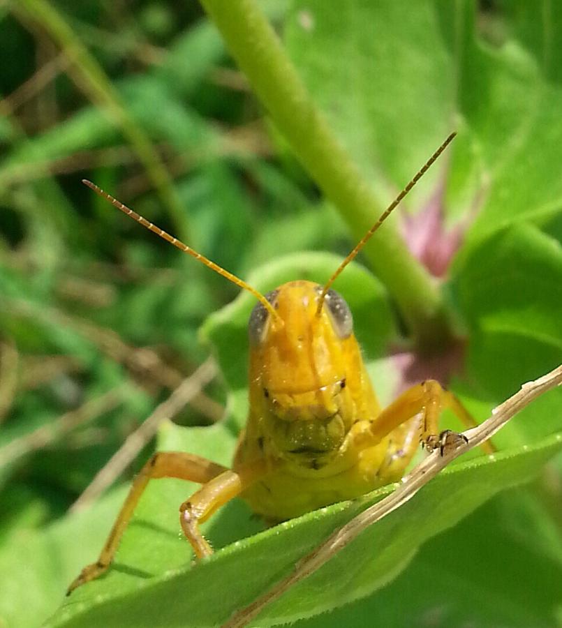 Grasshopper Smile Photograph By Amanda Myers