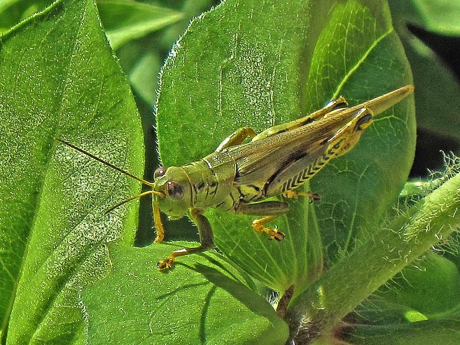 Grasshopper Snack Digital Art by Doug Morgan