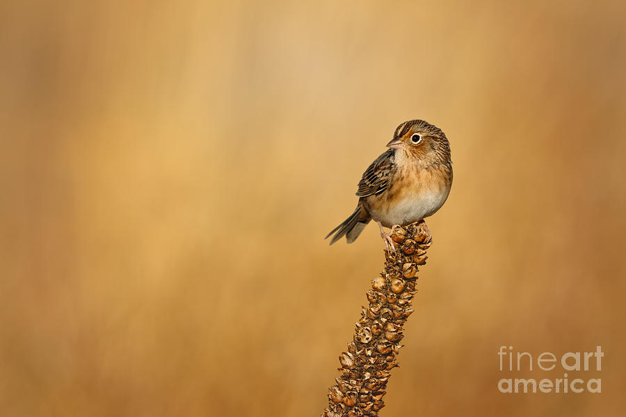 Grasshopper Sparrow - Fresh Fall Photograph by Beve Brown-Clark Photography