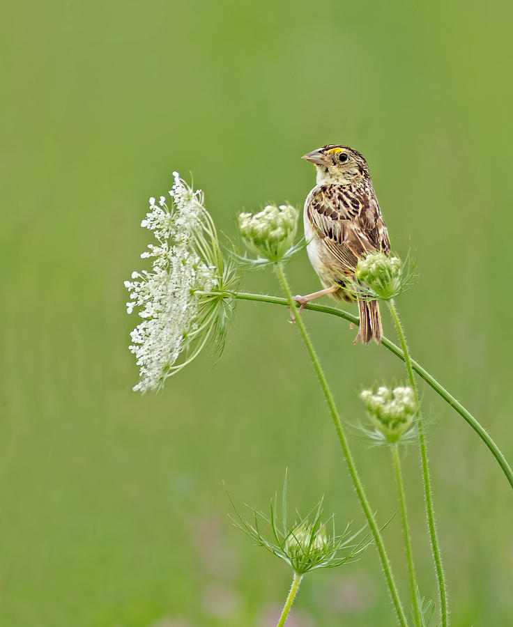 Grasshopper Sparrow Photograph by Jim Zablotny