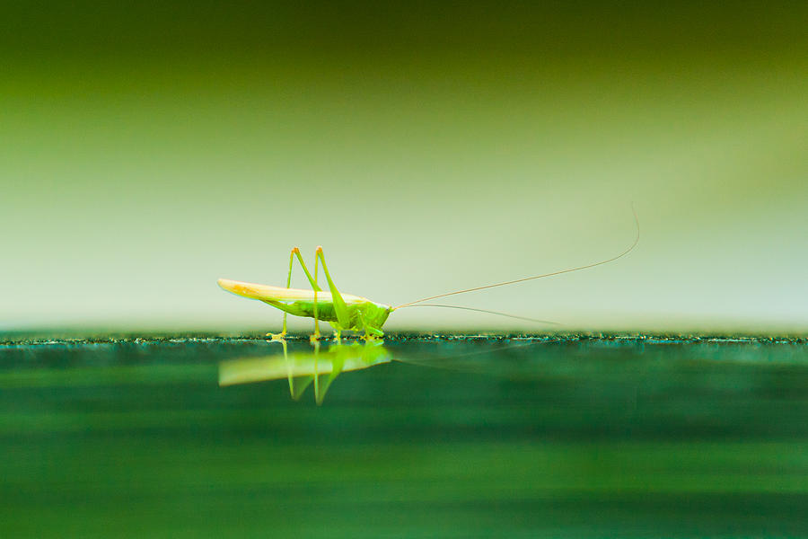 Grasshopper Photograph by SR Green