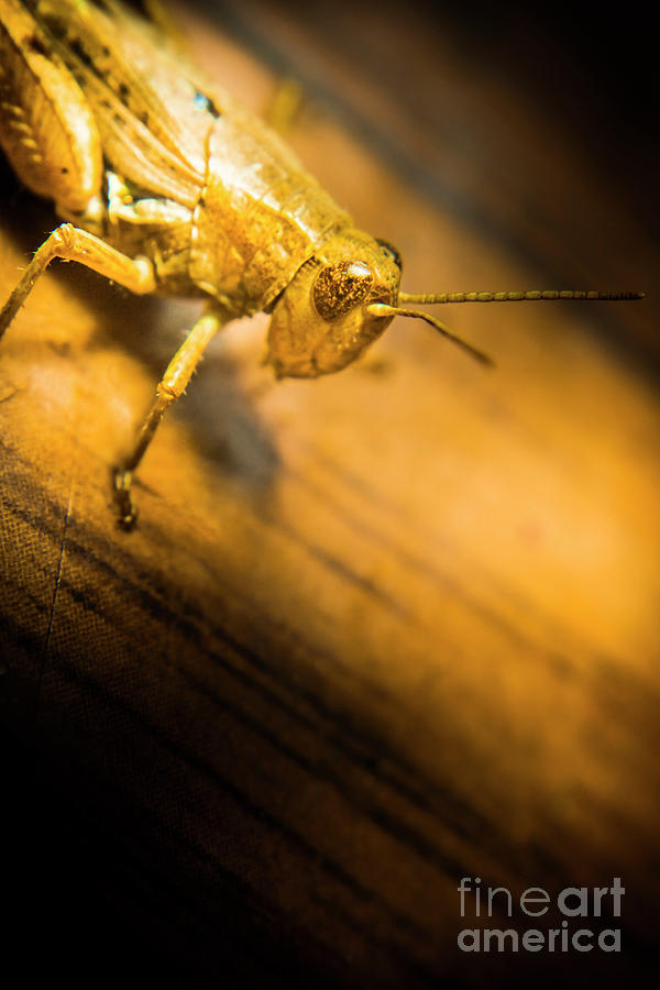 Grasshopper under shining yellow light Photograph by Jorgo Photography