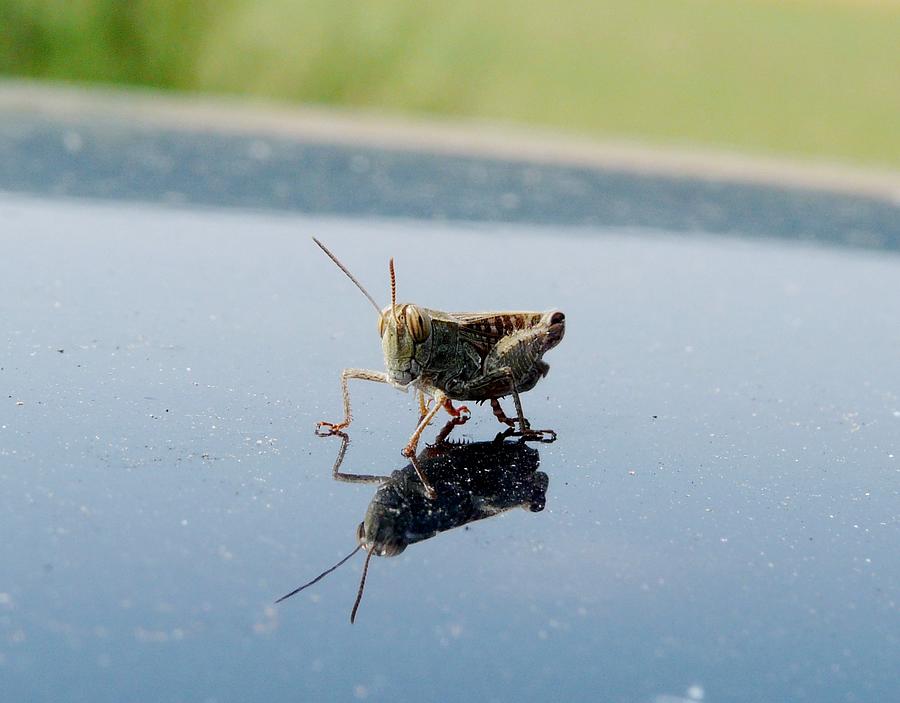 Grasshopper Photograph by Valerie Ornstein