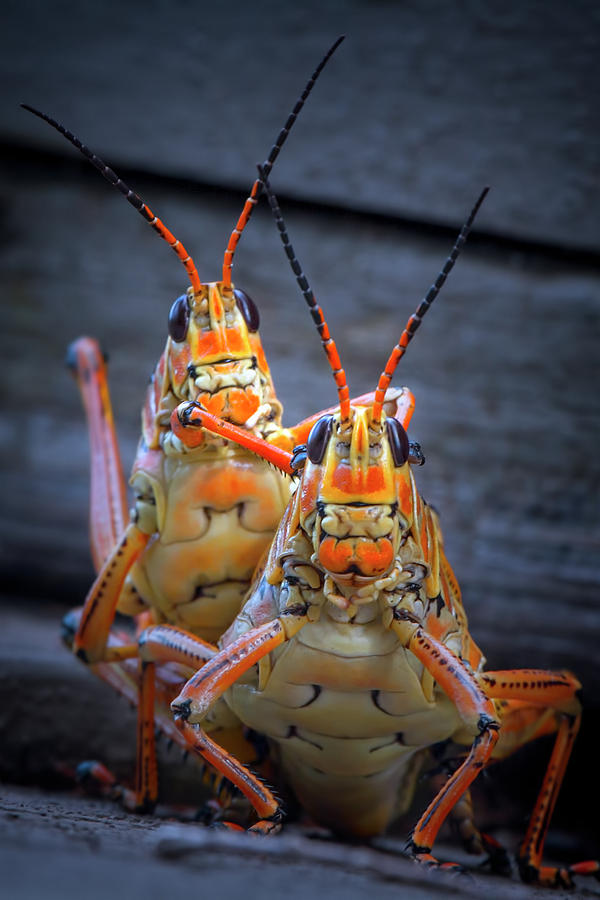 Grasshopper Photograph - Grasshoppers in Love by Mark Andrew Thomas