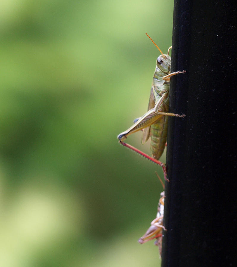 Grasshoppers Photograph by Katherine Huck Fernie Howard